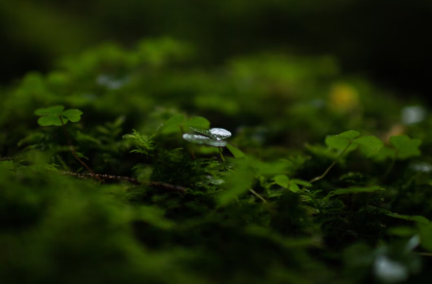  Dalla parte del suolo. L’ecosistema invisibile