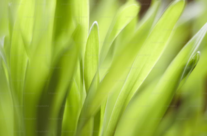  “Green soft skills” per un futuro più sostenibile