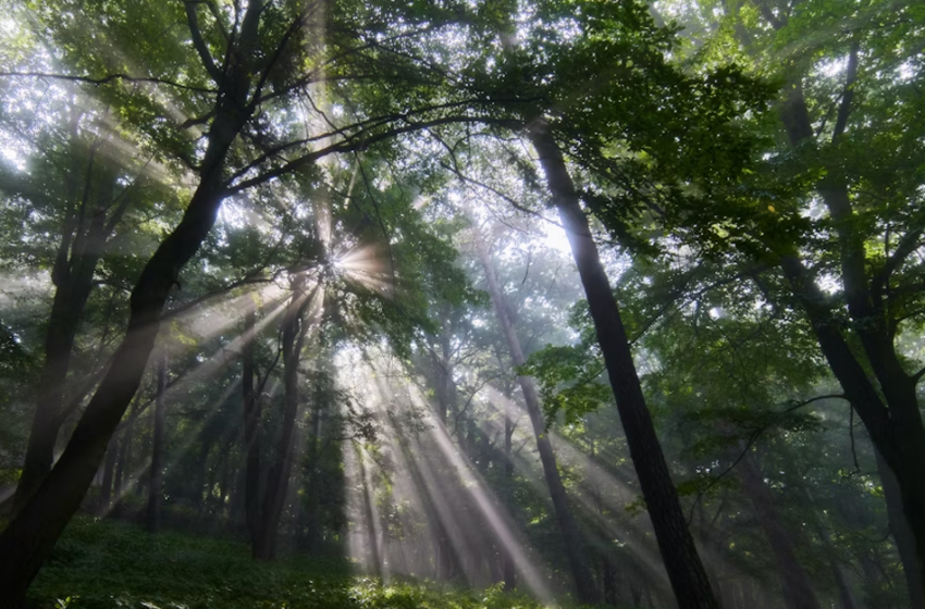  Milano forestale. Dai primi rimboschimenti alla città verde