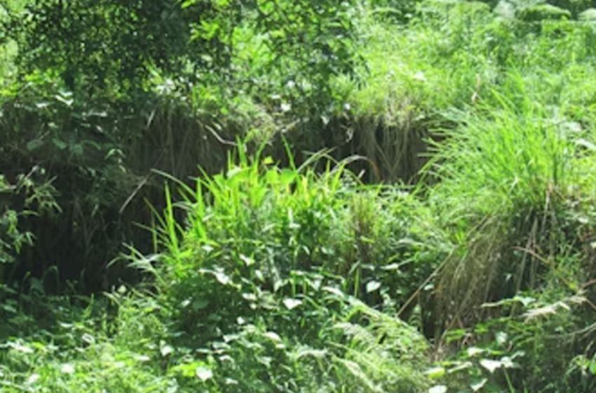  Il Network Nazionale della Biodiversità e il ruolo della Citizen science per il monitoraggio della vegetazione riparia 
