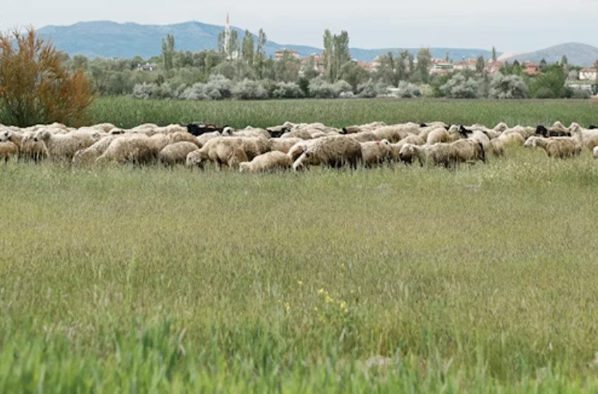  Pastoralismo in Lombardia: nuove forme e modalità di un lavoro antico
