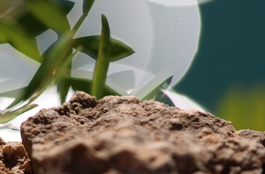  Innovazione per la biodiversità: le soluzioni per aria e suolo