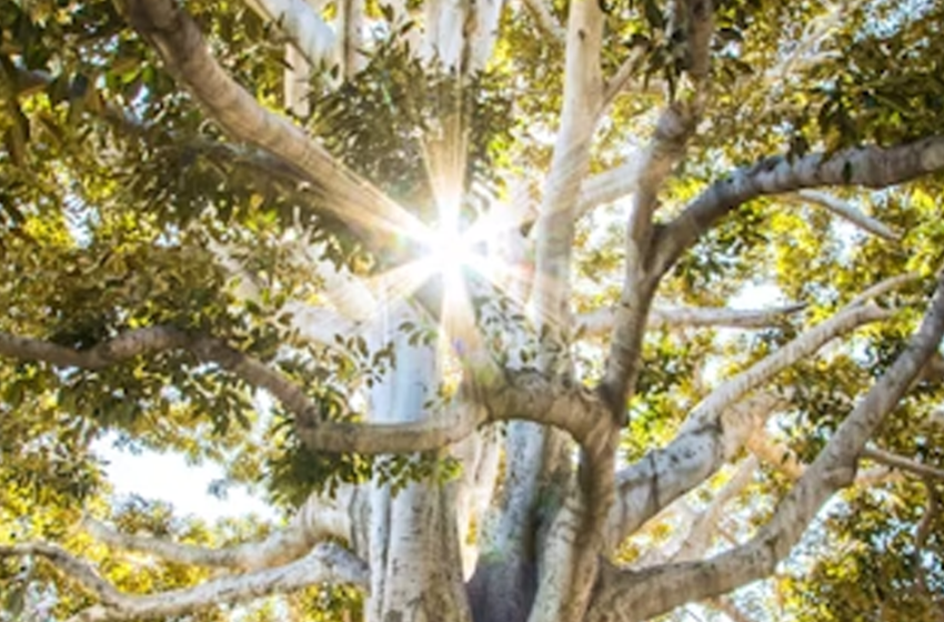  Biofilia: progettare con la natura per generare valore immobiliare