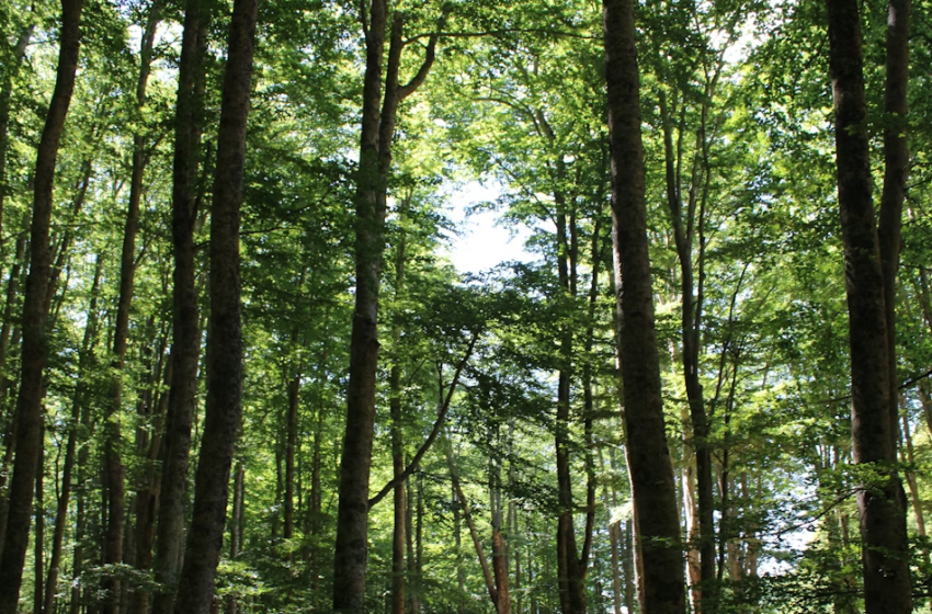  La valorizzazione del patrimonio forestale di proprietà comunale