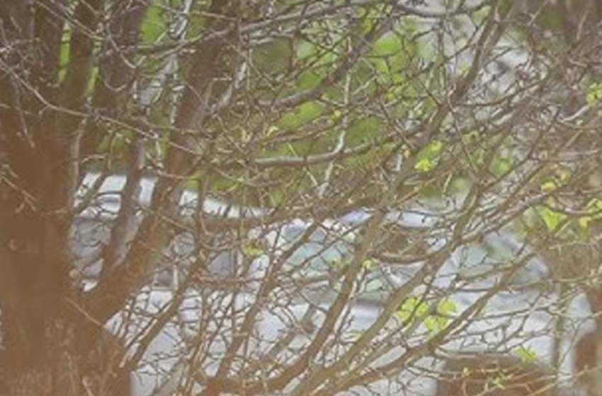  Dal bosco alla città