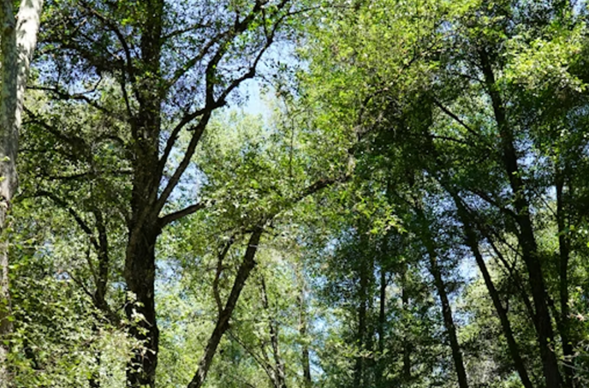  La foresta medievale