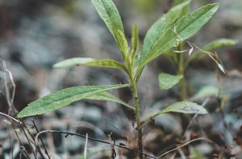  Assemblea Nazionale della Rete dei Comuni Sostenibili 2026