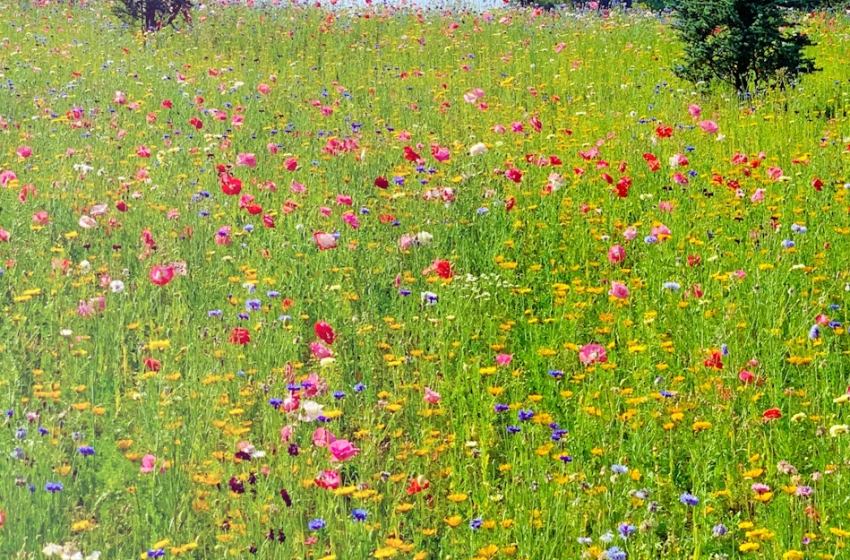  MilanoInCima – Sentiero urbano dal Duomo al Monte Stella