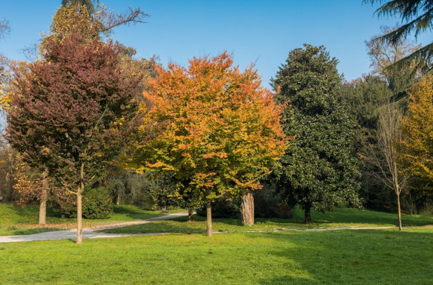  Regolamento del verde pubblico e privato comunale