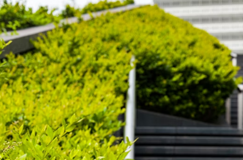  Architetture vegetali