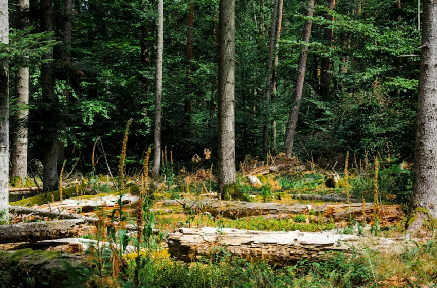  Disturbi ambientali e ripristino ecologico nelle aree protette