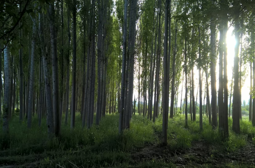  Camminando liberamente