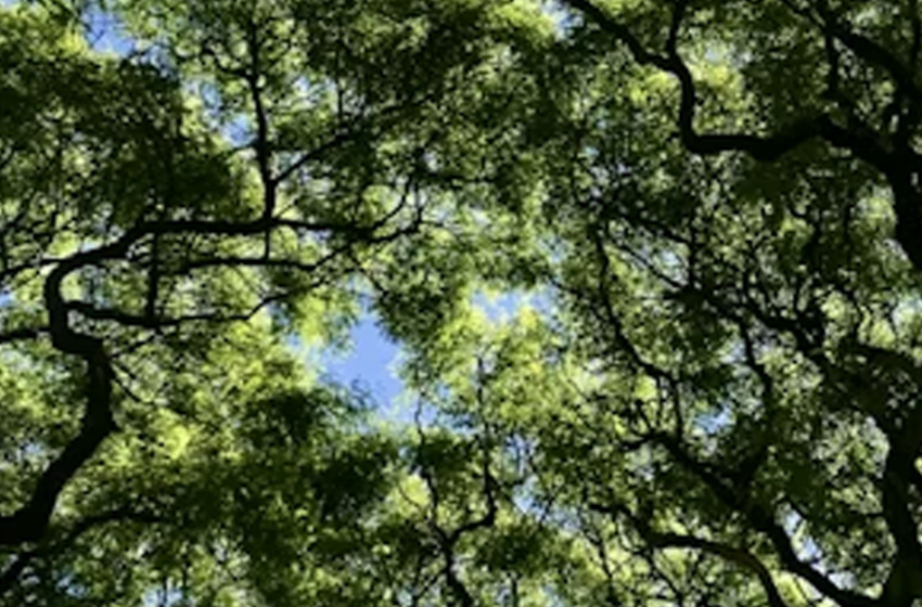  Un’oasi verde in città