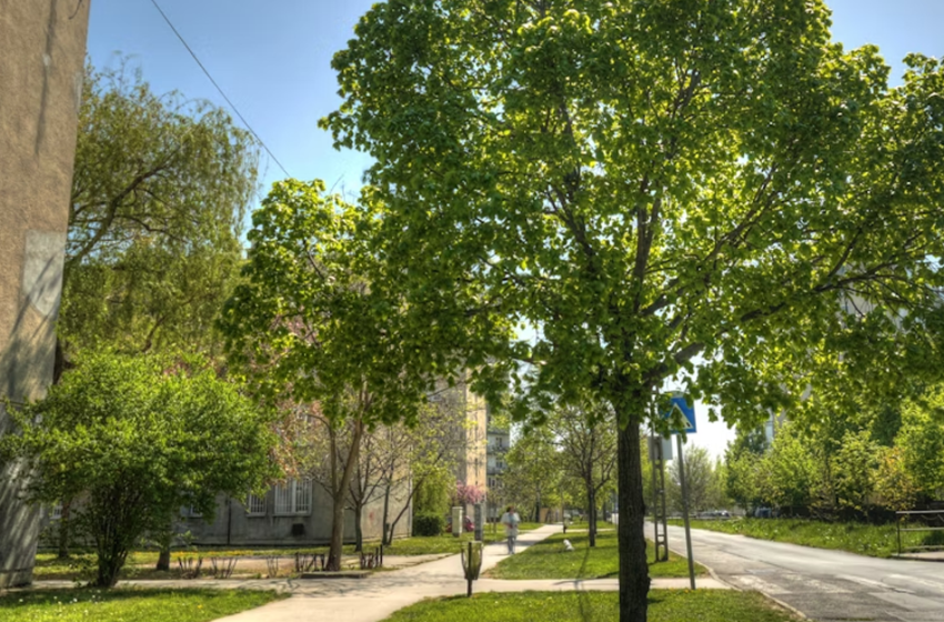  L’albero giusto nella città giusta. Selvicoltura urbana per le persone