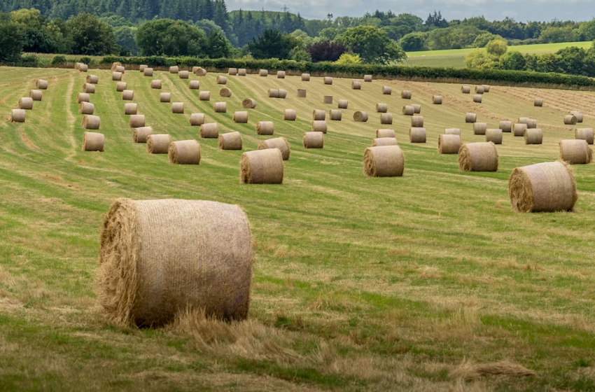  Nuovi equilibri di valore nelle filiere agroalimentari: il modello HonestFood