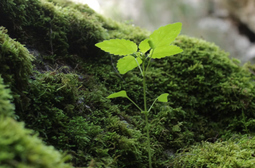  Nuovi ecosistemi: biodiversità, conseguenze socio-ecologiche e traiettorie future